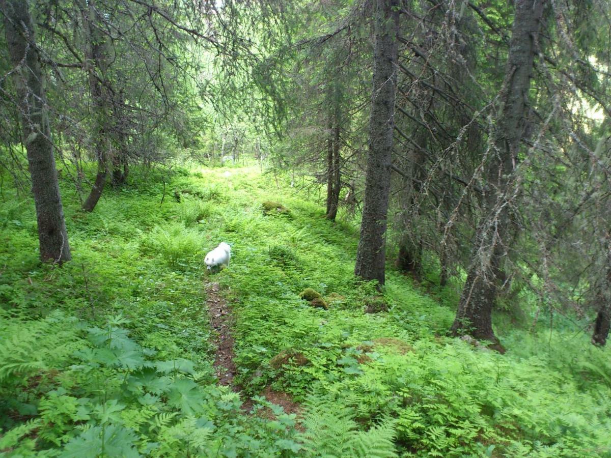 Leilighet I Amotsdal Esterno foto